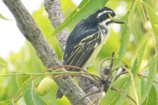 Pogoniulus bilineatus - Goldbürzel-Bartvogel